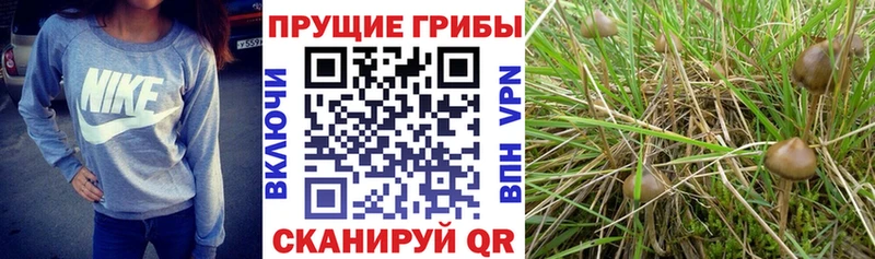 Галлюциногенные грибы Magic Shrooms  kraken сайт  Палласовка  купить наркотики цена 
