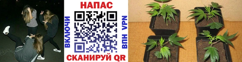 дарк нет телеграм  Палласовка  Канабис AK-47 